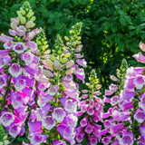 2 Purple Foxglove Flower Live Plants, Flower Plant, 3 Inch Pot