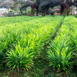 2 Pandan Plants Live, Well-Rooted Herb Plant, 3-6 Inch Tall
