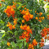2 Mexican Flame Vine Live Plants, 4–7" Tall