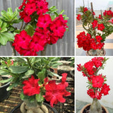 Red Desert Rose Live Plant 4-7 Inches Tall