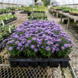 Lilac Blue Aster Live Plant, Flowering Garden Plug, 3-5 Inches Tall