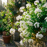 2 White Plumbago Live Plants, Well-Rooted Starter Plant, 4-6 Inch Tall