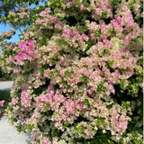 Set 2 White Pink Bougainvillea Live Plant 5-7 Inch Tall