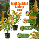 2 Variegated Live Shrimp Plants, Home Garden Plant, 4-7 Inch Tall
