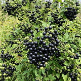 Black Huckleberry Bush Live Plant, Berry Shrub, 3-5 Inch Tall, 4 Inch Pot