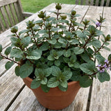 Chocolate Mint Live Plant, Kitchen Herb Garden Plant, 3.5 Inch Pot
