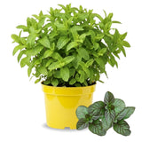 Orange Mint Live Plant, Indoor Outdoor Herb Plant, 3.5 Inch Pot