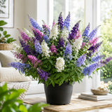 Random Butterfly Bush Plant Live, Fragrant Buddleia for Planting, 5-9" Tall