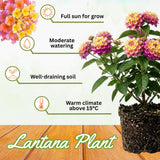 2 Pink Yellow Lantana Plants Live, Lantana Flower Plant, 4-6 Inches Tall