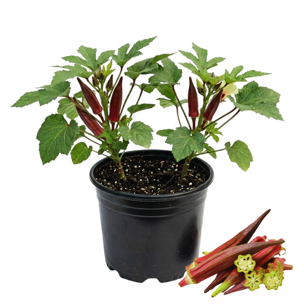 2 Red Okra Plants Live, Backyard Garden Seedling, 5 Inch Tall