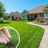 20000 Zoysia Grass Seeds for Lawn, Emerald Zoysia Grass Seed