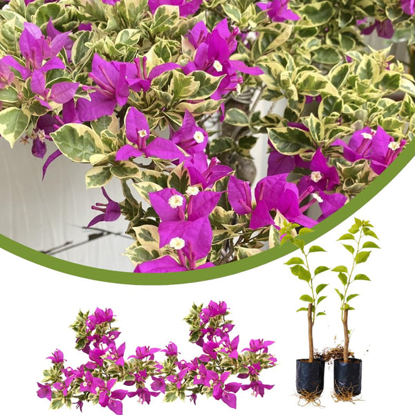 2 Variegated Purple Bougainvillea Live Plants, Garden Plant, 5-7 Inch Tall