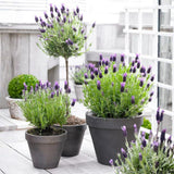 2 Spanish Lavender Plants, Lavender Plants Live, 4-8 Inch Tall