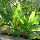 10 Yellow Turmeric Live Roots, Indoor Outdoor Plant