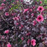 4 Cranberry Hibiscus Live Plants, Well-Rooted Flower Plant, 4-6 Inch Tall