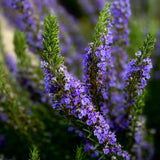 2 Creek Lavender Plants Live, Garden Plant, 4-7 Inch Tall