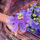 Lavender Passion Flower Live Plant, 4-6 Inch Tall