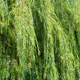 4 Willow Trees Live, 12-24 Inch Tall
