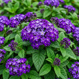 3 Purple Blue Heliotrope Plants, Heliotrope Starter Plant, 3-5 Inch Tall