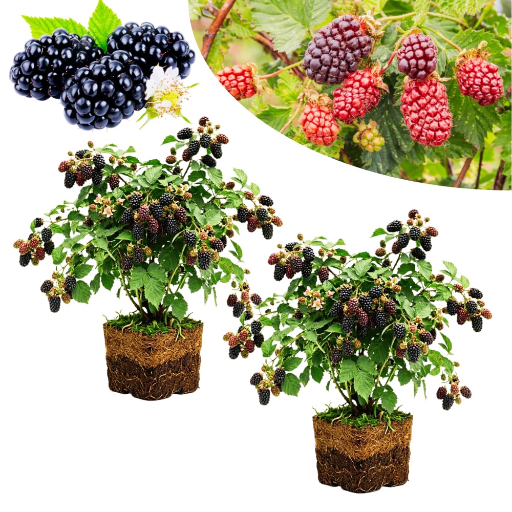 2 Sweet Boysenberry Plants, Starter Plant, 4-6 Inch Tall