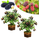 2 Sweet Boysenberry Plants, Starter Plant, 4-6 Inch Tall