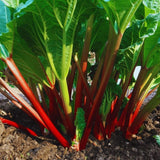 4 Rhubarb Plants Live, Patio Container Plant, 3-5 Inch Tall