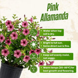 2 Pink Live Allamanda Plants, 4-7 Inch Tall, Fragrant Fowers for Growing