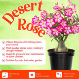 Pink Desert Rose Live Plant, Home Garden Plant, 4-6 Inch Tall