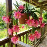 2 Pink Epiphyllum Orchid Cactus Live Plants, Well-Rooted Orchid Cactus