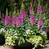6 Pink Foxglove Live Plants, 2-6 Inch Tall, 3 Inch Pot