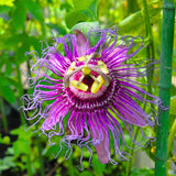 Light Purple Passiflora Passion Flower Live Plant, 4-6 Inch Tall