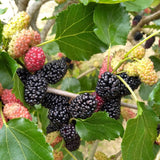 Illinois Mulberry Tree Live, Hardy Garden Plant, 4-6 Inch Tall