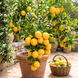Meyer Lemon Tree Plant Live, Citrus Fruit Tree, 2 Ft Tall, 1 Gallon Pot