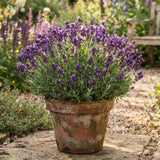 Deep Purple Lavender Plant Live, Purple Blooms Flower, 4-6 Inch Tall