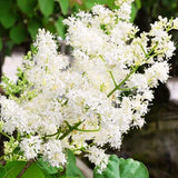 White Lilac Live Plant, Hardy Perennial Shrub, 4-6 Inch Tall, 4 Inch Pot