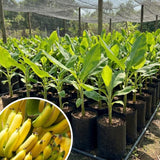 Grand Nain Banana Plant Live, Hardy Garden Plant, 4-6 Inch Tall