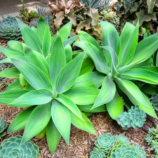 Attenuata Agave Live Plant, Architectural Succulent, 6-8 Inch Tall