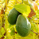 HASS Avocado Tree Plant Live, Nursery Grown Tree, 5-7 Inch Tall