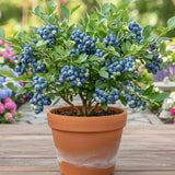 2 Legacy Blueberry Live Plants, Indoor Outdoor Plant, 4-7 Inch Tall