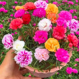 4 Mixed Portulaca Live Plants, Patio Container Plant, 3-5 Inch Tall