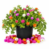 Assorted Ice Plant Succulent Live Plant, Garden Ground Cover, 4 Inch Pot