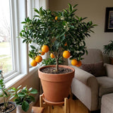 Valencia Orange Tree, Orange Citrus Fruit Tree, 1 Gallon Pot