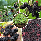 Illinois Mulberry Tree Live, Hardy Garden Plant, 4-6 Inch Tall