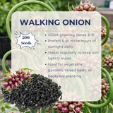 200 Walking Onion Seeds, Indoor Outdoor Plant, Cold Hardy Perennial Onion