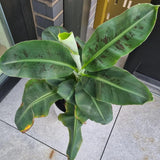 Dwarf Cavendish Banana Tree Live Plant, Home Garden Plant, 4-6 Inch Tall