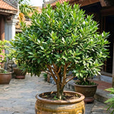 Sweet Bay Leaf Tree, Well-Rooted Starter Plant, 3-5 Inch Tall