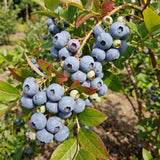 2 Sunshine Blue Blueberry Live Plant, Home Garden Fruit Bush, 4-6 Inch Tall