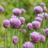 2 Set 3 Chive Roots, Heirloom Chives Herb, Fresh Herb Garden Roots