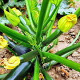 Green Zucchini Plant Live 4-6 Inch Tall, 2 Plant Per Pot