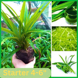 2 Pandan Plants Live, Well-Rooted Herb Plant, 3-6 Inch Tall